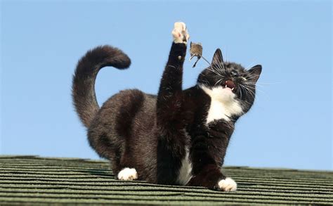 Cat Named Mouse Caught Playing With Mouse On Roof In Somerset