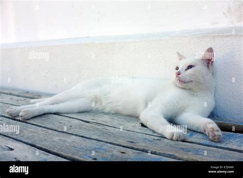 White Cat Laying Down Stock Photo Alamy