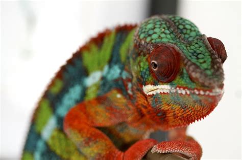 How Do Chameleons Change Color Their Secrets Revealed Madagascar