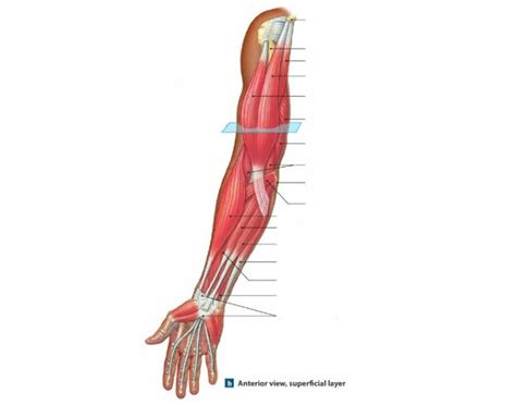 The third major muscle in the front of the arm is the coracobrachialis. Anterior View Arm Muscles