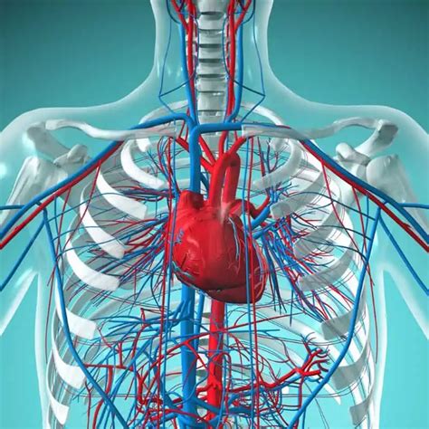 Heart And Circulatory System Quiz