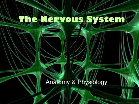 Peripheral Nervous System Anatomy