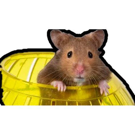 Sticker Maker Hamsters Memes