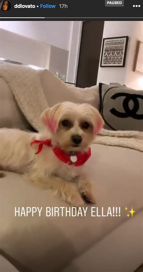 Demi Lovato Celebrates Her Pink Eared Dog Ellas Birthday Usweekly
