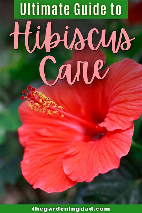 Ultimate Guide To Hibiscus Care Indoors The Gardening Dad Hibiscus