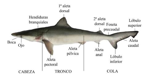 Indiferencia Giro Paciente Anatomia Interna De Un Tiburon