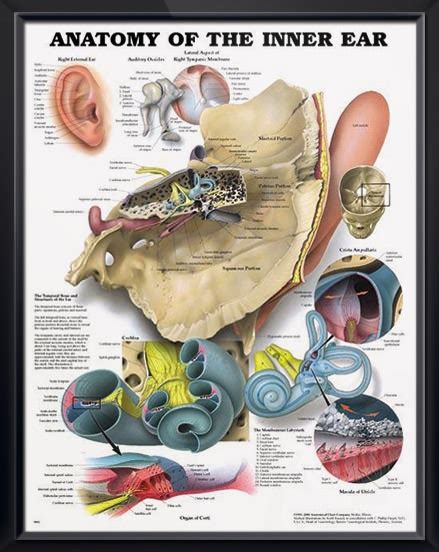 The Ear Organs Of Hearing And Balance Chart 20x26 Ear Anatomy