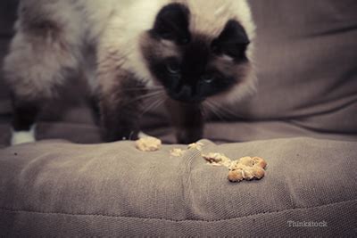 He's thrown up once but no hair. What Causes a Feline Hairball?