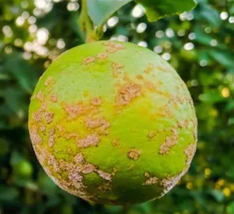 Citrus Canker Disease Home Owners Guide To Diy Home Improvement