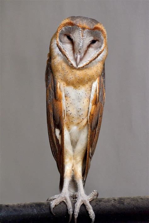 Dslr Photography Explored Barn Owl Tyto Alba Velli Moonga Spotted In