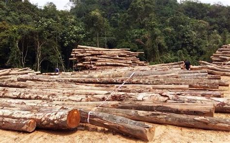 Rimba komuniti kota damansara powered by : Henti pembalakan di hutan simpan Ulu Muda, Kedah harap ...