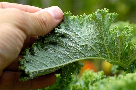 Apply to sunflower plant daily until pests disappear. Aphids on vegetables - Which? Gardening Helpdesk
