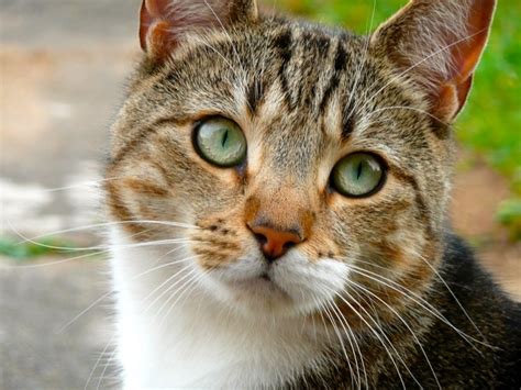 Log in | lost your password? The Terrific Tabby Cat and the Mystery of the "M"