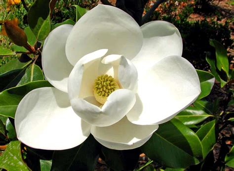 Magnolia Flower Pictures ~ Magnolia Flower Wallpaper Southern Flowers