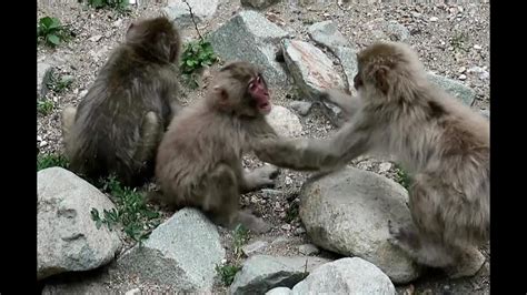Monkey Fight Youtube
