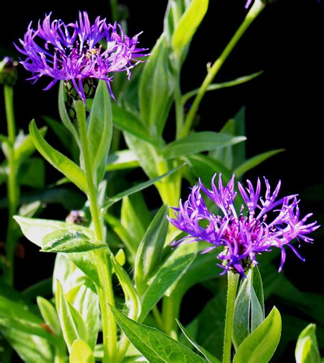 Free Images Grass Flower Herb Botany Flora Wildflower Leaves