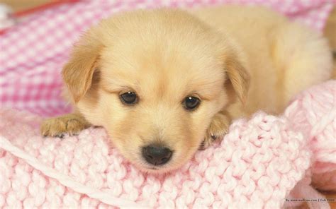 Puppy Wallpapers Free Wallpaper Cave
