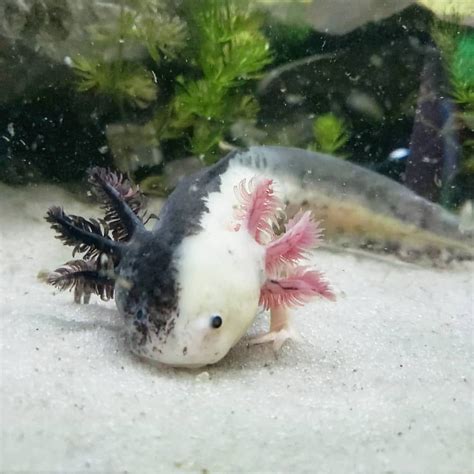 Axolotl Créditos📸 Katmoore Cheque Su Cuenta 🙏🌸 Follow