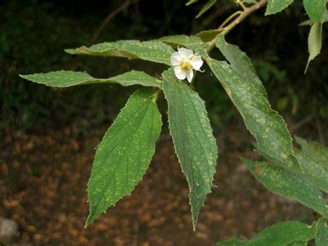 Muntingia Calabura Muntingiaceae Plantas De Colombia