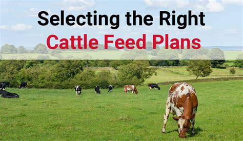Selecting The Right Cattle Feed Plans Arrowquip
