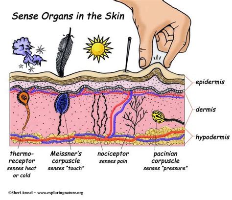 Touch And The Sensory Receptors Of The Skin Biology Notes Science