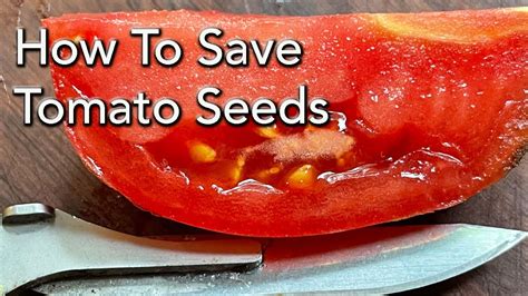 How To Save Tomato Seeds Seperate Them From Pulp And Dry Them Two