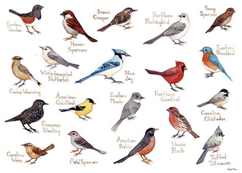 ¿cuáles Son Los Diferentes Tipos De Pájaros Cantores ¿cuáles Son