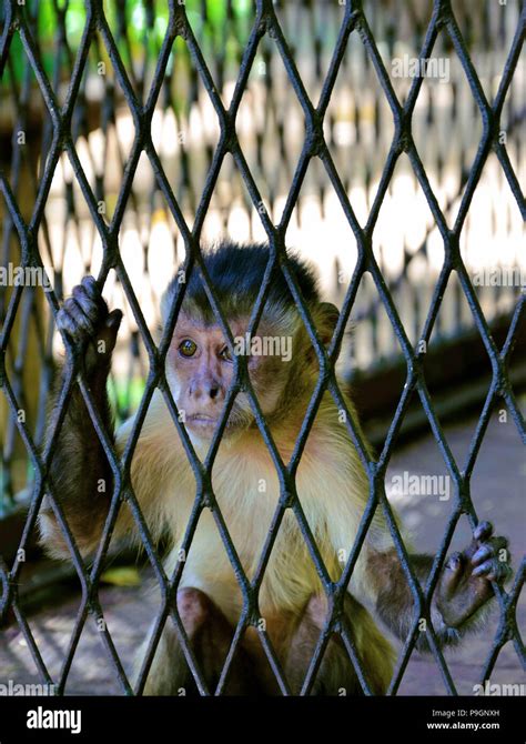 Monkey Inside A Cage Stock Photo Alamy