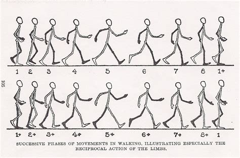 Walk Cycle Animation Walking Animation Animation Sketches Character