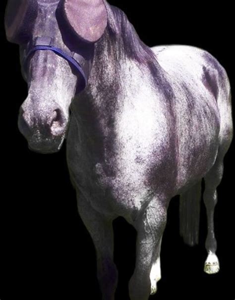 Shop canadian tire online for safety glasses, goggles, face shields and more protective eyewear you can count on. Guardian Horsemask with Removable Eye Covers - Happy Horse ...