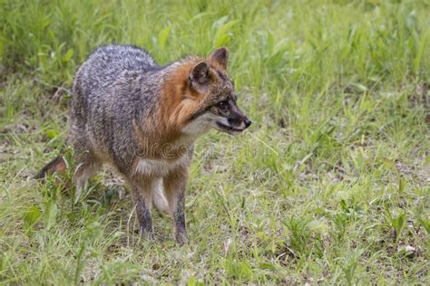 Grey Fox On Hunt Stock Image Image Of Cinereoargenteus 36510459