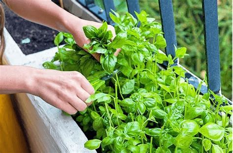 Step By Step How To Grow Basil Indoors Easily