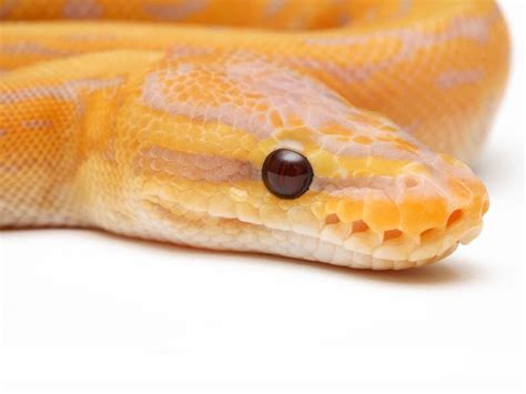 Banana Pin Morph List World Of Ball Pythons