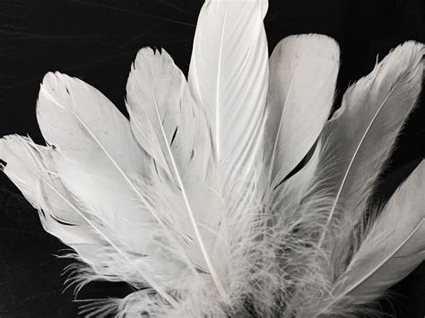 14 Lb Bulk White Goose Satinette Feathers Moonlight Feather