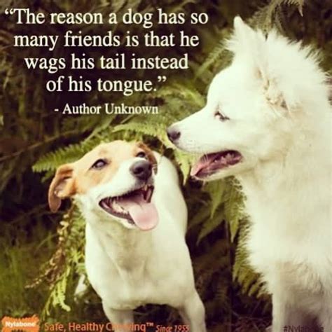 Quotes About Dogs And Friendship 11 Quotesbae