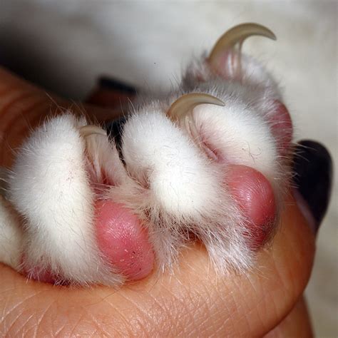 Cat Paw Pads Anatomy And Science Explained Catster