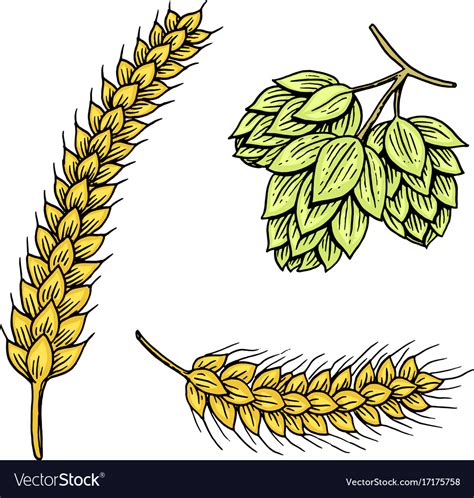 Barley And Wheat Malt And Hops Beer Of Royalty Free Vector