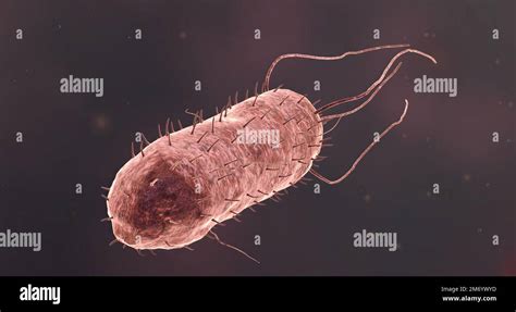 Bacteria Are Microscopic Single Celled Organisms That Exist In Their