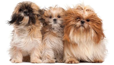 Get To Know All The Amazing Shih Tzu Colors K9 Web