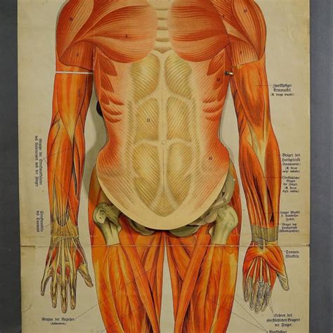 Human Musculature Foldable Anatomical Wall Chart Chairish