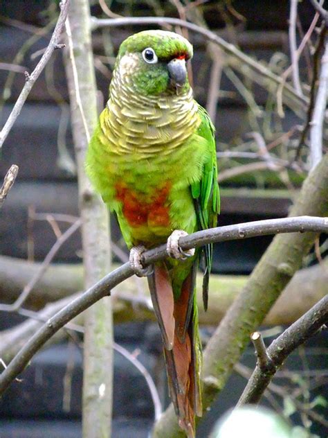 They are popular as pets because of their personality and quiet disposition, making them ideal apartment birds. Maroon-Bellied Conure Facts, Care as Pets, Housing ...