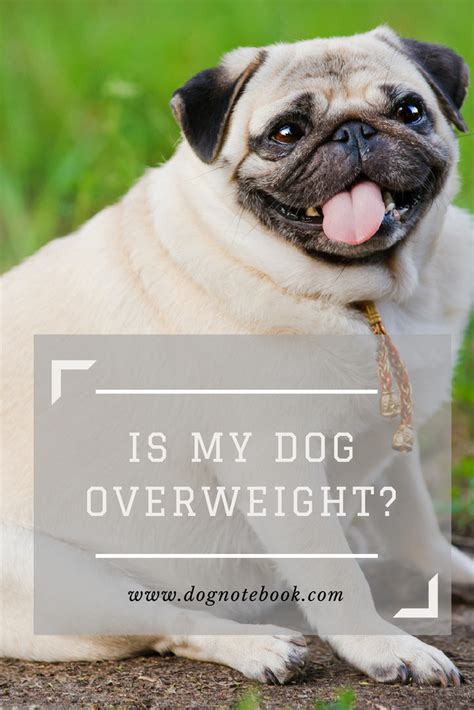 Is My Dog Overweight Dog Notebook