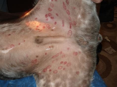 Ringworm In Dogs Symptoms Treatment At Home