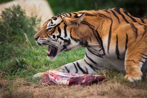 Hungry For Humans Whats Behind Deadly Animal Attacks