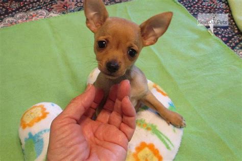 Sprout Teacup Chihuahua Puppy For Sale Near Baltimore Maryland