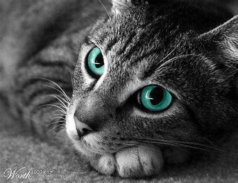 Kittens are born with two blue eyes and over the following weeks, melanin moves into the iris and causes a color change to green. MossClan- Closed: The Clan
