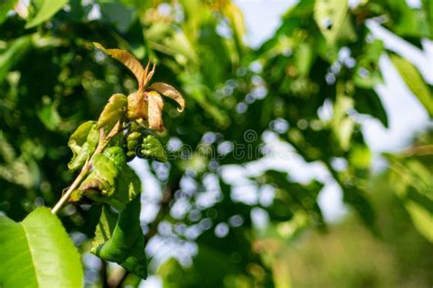 Cut Out Yellow Leafed Tree Isolated On White Background Stock Photo