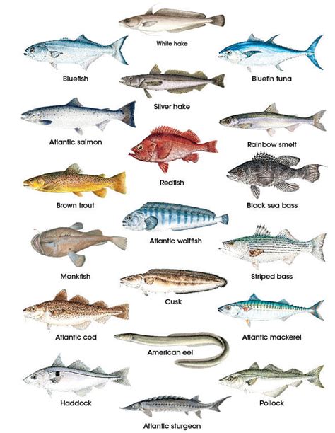 Maybe you would like to learn more about one of these? Finfish Identification | New Hampshire Saltwater Fishing ...