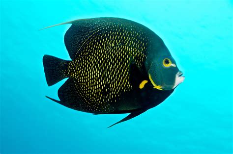 Top 12 Most Beautiful Fish In The World Enkivillage