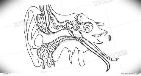 Ear Anatomy Coloring Page